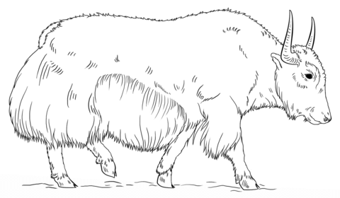 Walking Yak Coloring Page